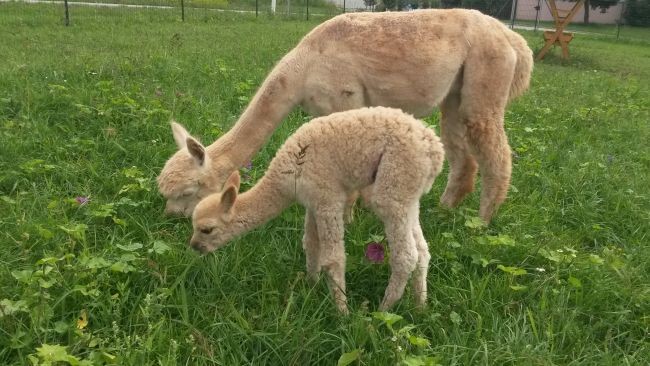 Alpakagalerie