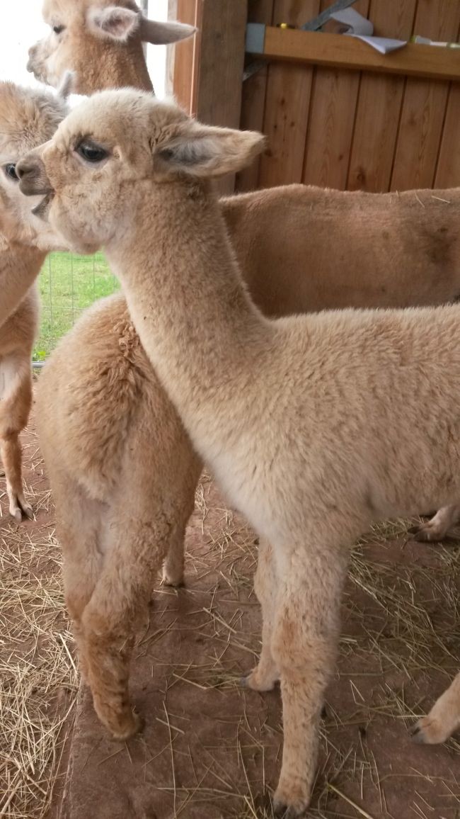 Alpakagalerie3