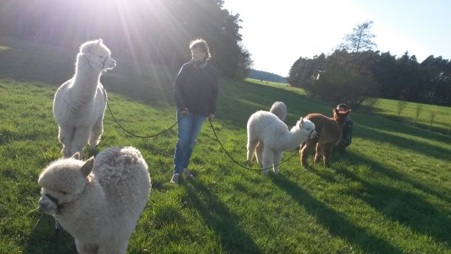 Alpakagalerie5